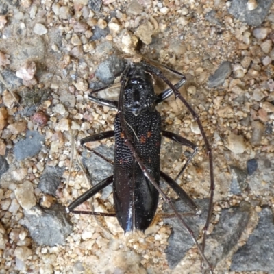 Phoracantha obscura (Longhorn Beetle) at Jindabyne, NSW - 12 Mar 2022 by Birdy