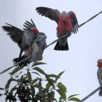 Eolophus roseicapilla (Galah) at Wodonga, VIC - 20 Aug 2022 by KylieWaldon