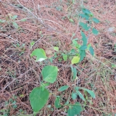 Leycesteria formosa (Himalayan Honeysuckle) at Isaacs Ridge and Nearby - 20 Aug 2022 by Mike