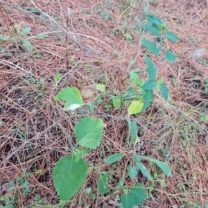 Leycesteria formosa at Isaacs, ACT - 20 Aug 2022 02:40 PM