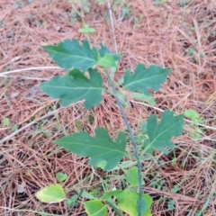 Leycesteria formosa at Isaacs, ACT - 20 Aug 2022 02:40 PM