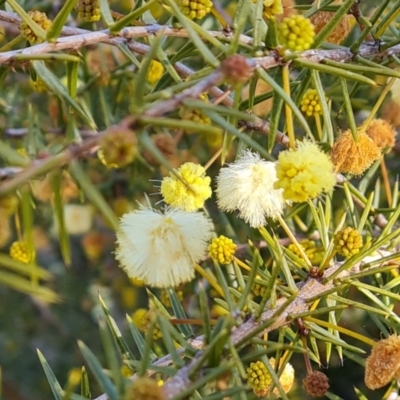 Acacia ulicifolia (Prickly Moses) at Isaacs Ridge and Nearby - 20 Aug 2022 by Mike
