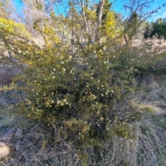 Acacia ulicifolia at Isaacs, ACT - 20 Aug 2022