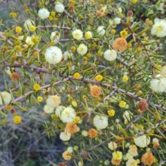 Acacia ulicifolia at Isaacs, ACT - 20 Aug 2022