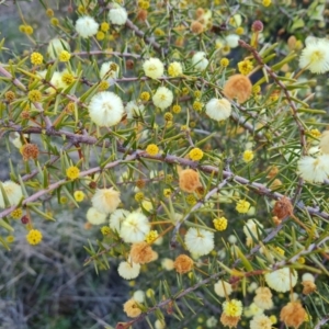 Acacia ulicifolia at Isaacs, ACT - 20 Aug 2022