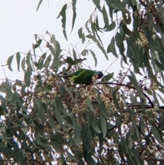 Lathamus discolor (Swift Parrot) at Albury - 20 Aug 2022 by Darcy