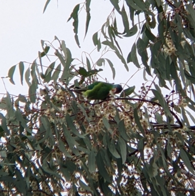 Lathamus discolor (Swift Parrot) at Thurgoona, NSW - 20 Aug 2022 by Darcy