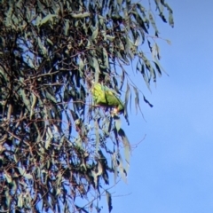 Lathamus discolor at Thurgoona, NSW - 20 Aug 2022