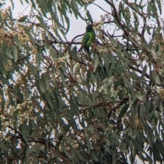 Lathamus discolor at Thurgoona, NSW - suppressed