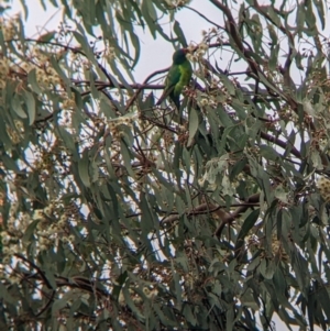 Lathamus discolor at Thurgoona, NSW - suppressed