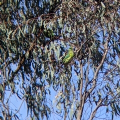 Lathamus discolor at Thurgoona, NSW - suppressed