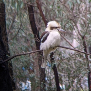 Dacelo novaeguineae at Thurgoona, NSW - 20 Aug 2022 12:56 PM