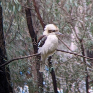 Dacelo novaeguineae at Thurgoona, NSW - 20 Aug 2022