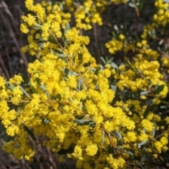 Acacia buxifolia subsp. buxifolia (Box-leaf Wattle) at Thurgoona, NSW - 20 Aug 2022 by Darcy
