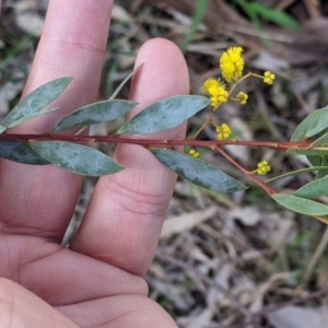 Acacia buxifolia subsp. buxifolia at Thurgoona, NSW - 20 Aug 2022