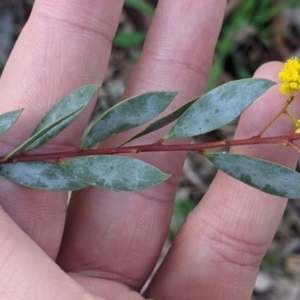 Acacia buxifolia subsp. buxifolia at Thurgoona, NSW - 20 Aug 2022 02:10 PM