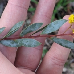 Acacia buxifolia subsp. buxifolia at Thurgoona, NSW - 20 Aug 2022