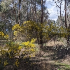 Acacia buxifolia subsp. buxifolia at Thurgoona, NSW - 20 Aug 2022 02:10 PM