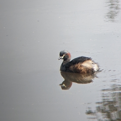 Tachybaptus novaehollandiae (Australasian Grebe) at Charles Sturt University - 20 Aug 2022 by Darcy