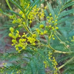 Acacia decurrens (Green Wattle) at Isaacs Ridge and Nearby - 20 Aug 2022 by Mike