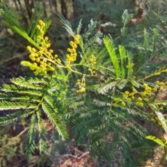 Acacia decurrens at Jerrabomberra, ACT - 20 Aug 2022