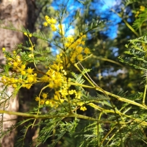 Acacia decurrens at Jerrabomberra, ACT - 20 Aug 2022