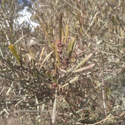 Dodonaea viscosa subsp. angustifolia (Giant Hop-bush) at Cooma North Ridge Reserve - 20 Aug 2022 by mahargiani