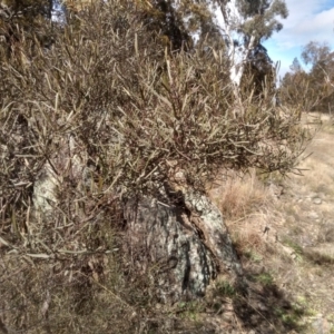 Dodonaea viscosa subsp. angustifolia at Cooma, NSW - 20 Aug 2022