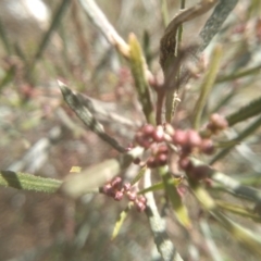 Dodonaea viscosa subsp. angustifolia at Cooma, NSW - 20 Aug 2022