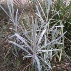 Senecio quadridentatus (Cotton Fireweed) at Cooma North Ridge Reserve - 20 Aug 2022 by mahargiani