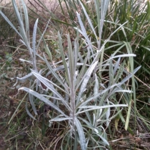 Senecio quadridentatus at Cooma, NSW - 20 Aug 2022