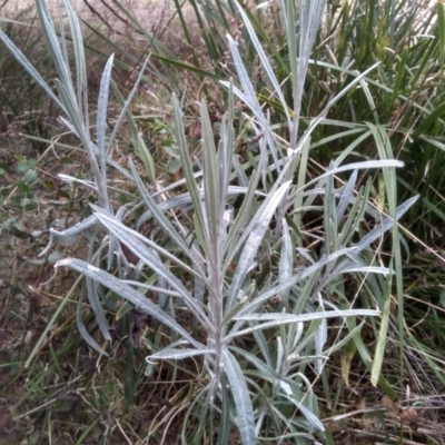 Senecio quadridentatus (Cotton Fireweed) at Cooma, NSW - 20 Aug 2022 by mahargiani