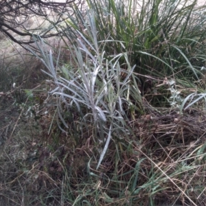 Senecio quadridentatus at Cooma, NSW - 20 Aug 2022