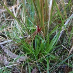 Unidentified Rush, Sedge or Mat Rush at Moruya, NSW - 20 Aug 2022 by LisaH