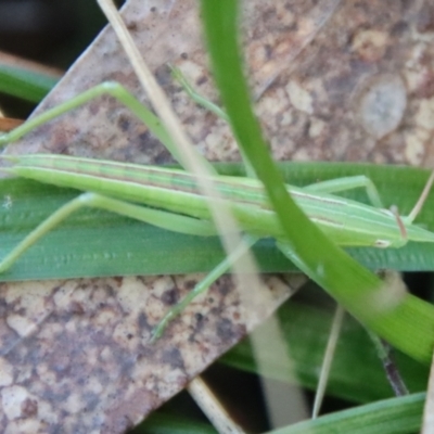 Psednura sp. (genus) (Psednura sedgehopper) at Broulee Moruya Nature Observation Area - 20 Aug 2022 by LisaH
