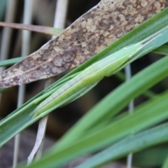 Pseudorhynchus mimeticus at Moruya, NSW - suppressed