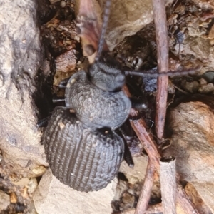 Adelium porcatum at Gundaroo, NSW - 19 Aug 2022 11:53 AM