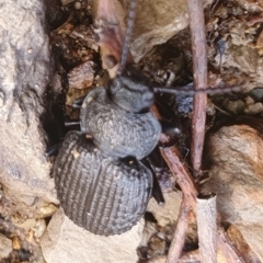 Adelium porcatum (Darkling Beetle) at Gundaroo, NSW - 19 Aug 2022 by Gunyijan