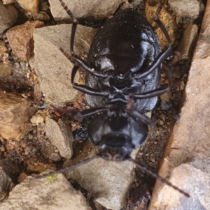 Adelium porcatum at Gundaroo, NSW - 19 Aug 2022 11:53 AM