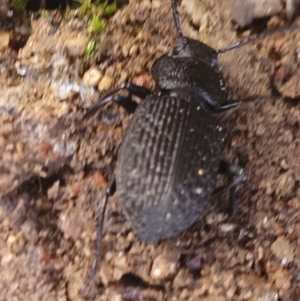 Adelium porcatum at Gundaroo, NSW - 19 Aug 2022