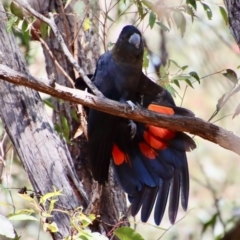 Calyptorhynchus lathami lathami (Glossy Black-Cockatoo) at Moruya, NSW - 20 Aug 2022 by LisaH
