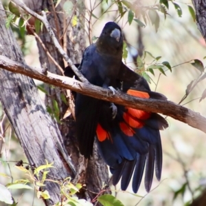 Calyptorhynchus lathami lathami at Moruya, NSW - 20 Aug 2022