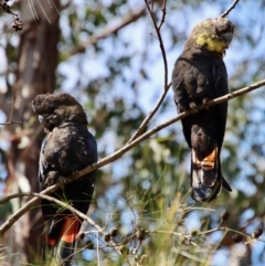 Calyptorhynchus lathami lathami at Moruya, NSW - 20 Aug 2022