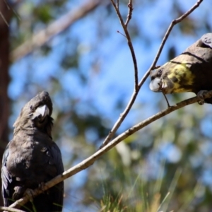 Calyptorhynchus lathami lathami at Moruya, NSW - 20 Aug 2022