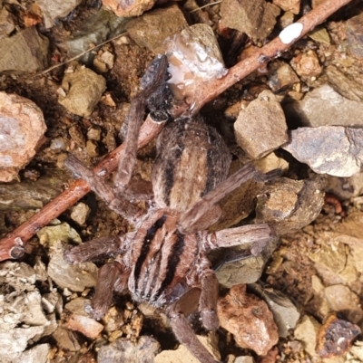 Miturga sp. (genus) (Unidentified False wolf spider) at Gundaroo, NSW - 19 Aug 2022 by Gunyijan