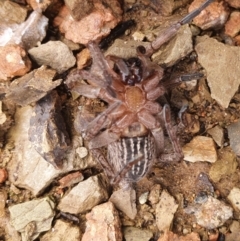 Miturga sp. (genus) at Gundaroo, NSW - 19 Aug 2022 12:00 PM