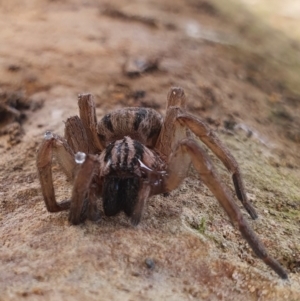 Miturga sp. (genus) at Gundaroo, NSW - 19 Aug 2022 12:00 PM