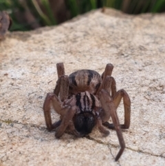 Miturga sp. (genus) at Gundaroo, NSW - 19 Aug 2022 12:00 PM