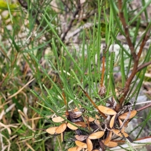 Hakea microcarpa at Berlang, NSW - 20 Aug 2022 01:47 PM