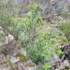 Lomatia myricoides at Berlang, NSW - 20 Aug 2022